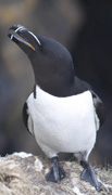 razorbill