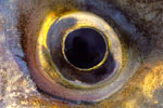 bass eye 1