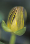 Celandine 1