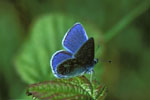 Common blue I