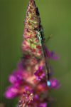 Damselfly I