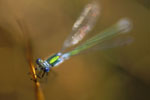 Damselfly VII