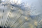 Dandelion Seedhead I