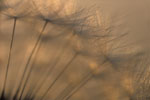 Dandelion Seedhead Ii