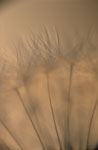 Dandelion Seedhead VI