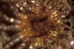 Gem anemone I