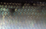 Herring Scales IV