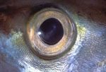 Pollack Eye II