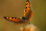 Small copper II