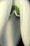 Snowdrop II