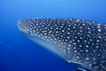 Whale Shark I