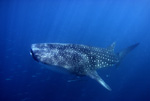 Whale Shark XI