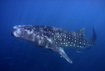 Whale Shark XII