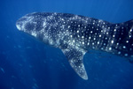 Whale Shark XIII