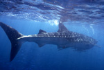 Whale Shark XIV