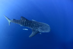 Whale Shark V