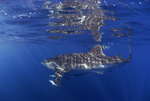 Whale Shark VII